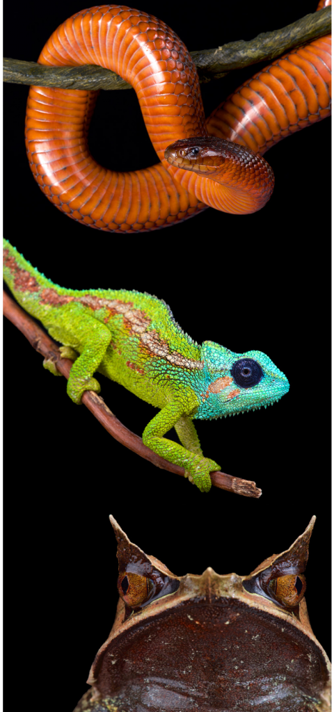 Profilepicreptilemagazine