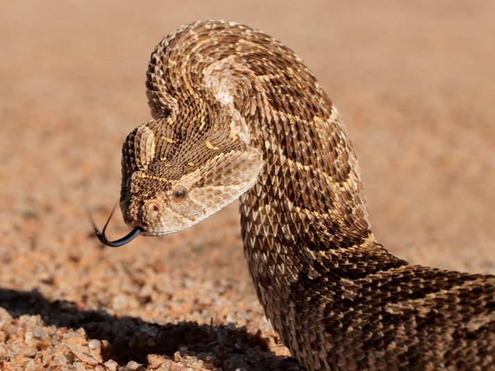 Puff Adder Shutterstock 232446859