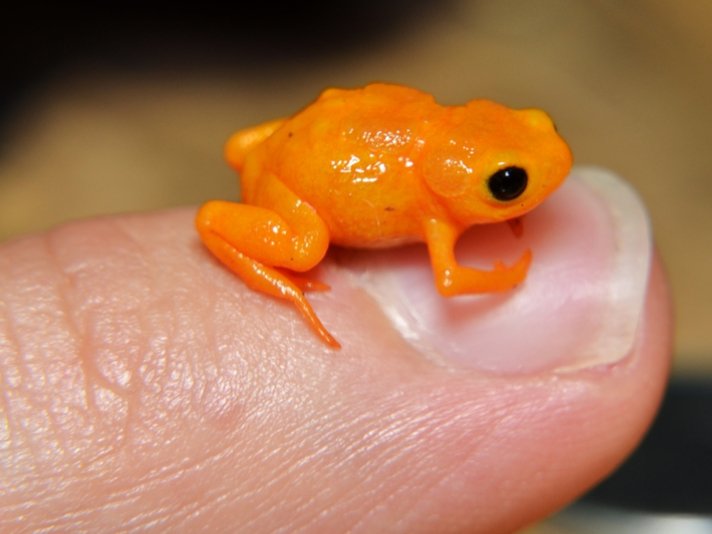 Pumpkin Toadlet Shutterstock 673588945