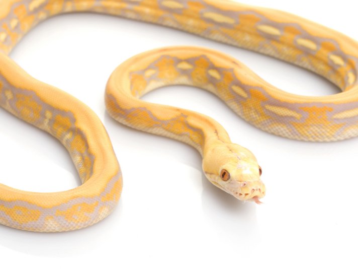 Purple Tiger Albino Reticulated Python Shutterstock 17691832