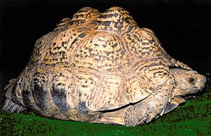 Pyrimiding Tortoise Shell3