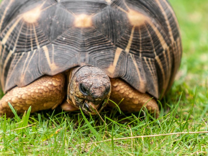 Radiated Tortoise Shutterstock 1012655281