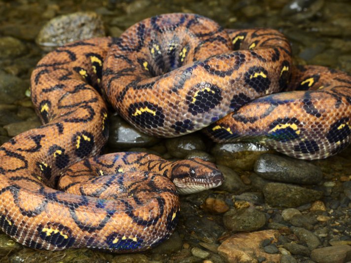 Rainbow Boa Shutterstock 119405737