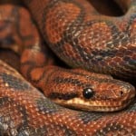 Rainbow Boa Shutterstock 255081319