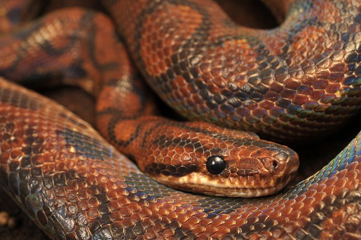Rainbow Boa Shutterstock 255081319