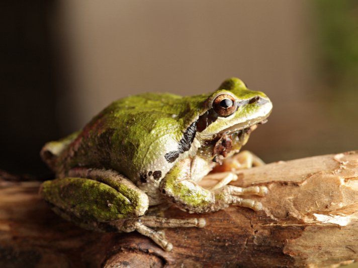 Rana Cascadae Shutterstock 265674821