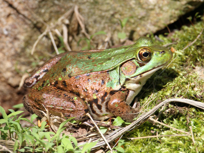 Rana Clamitans Shutterstock 79711234