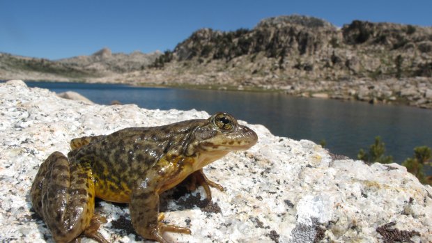 Rana Sierrae Yellow Legged Frog