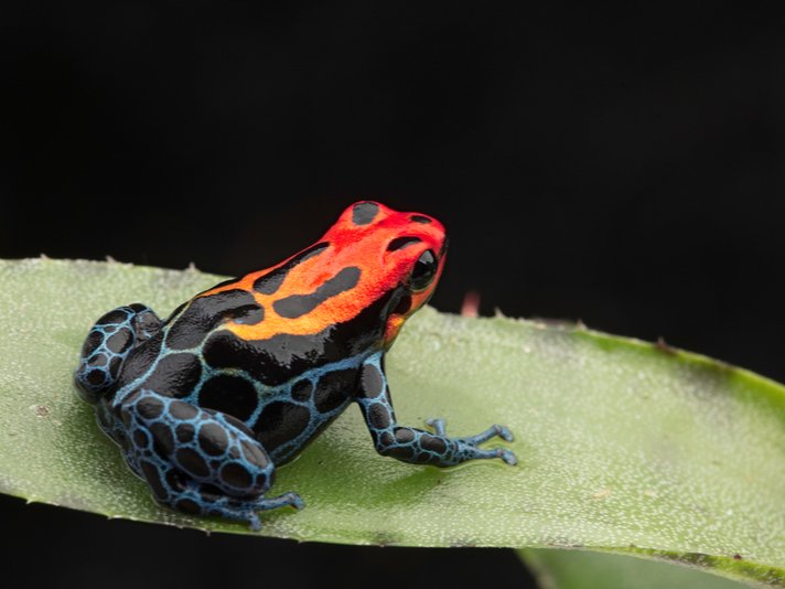 Ranitomeya Ventrimaculata Shutterstock 649522015