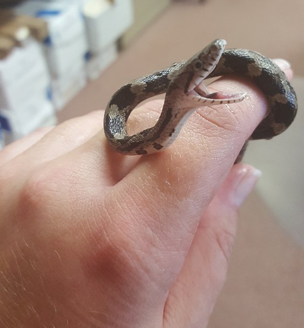 Rat Snake Free From Gluetrap