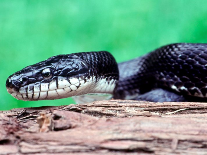 Rat Snake Shutterstock 437067