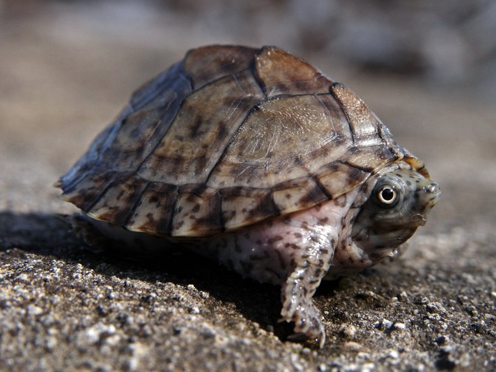 Razorback Musk Turtle Shutterstock 39103633