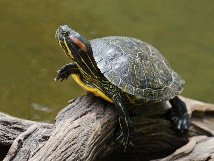 Red Eared Slider Shutterstock 116958556