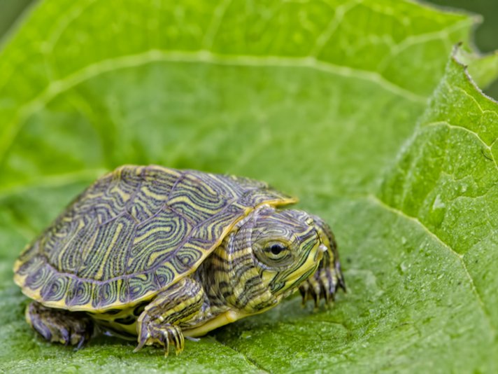 Red Eared Slider Shutterstock 138371042