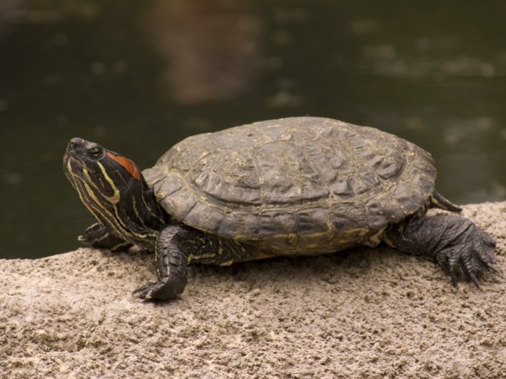 Red Eared Slider Shutterstock 16949668
