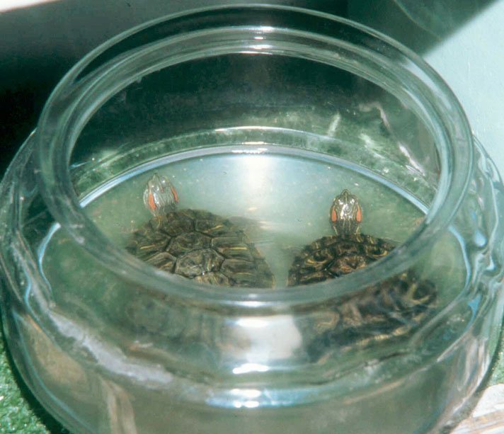 Red Eared Sliders Salmonella