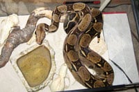 Red Tailed Damian Blog 200