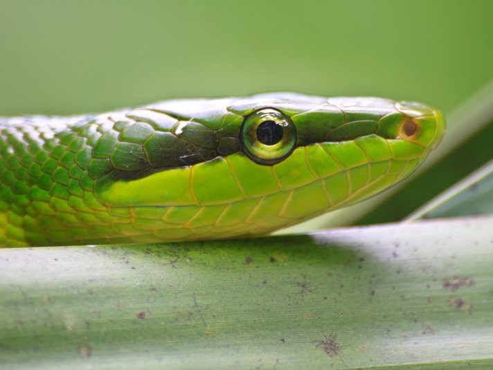 Red Tailed Green Ratsnake Shutterstock 200053853
