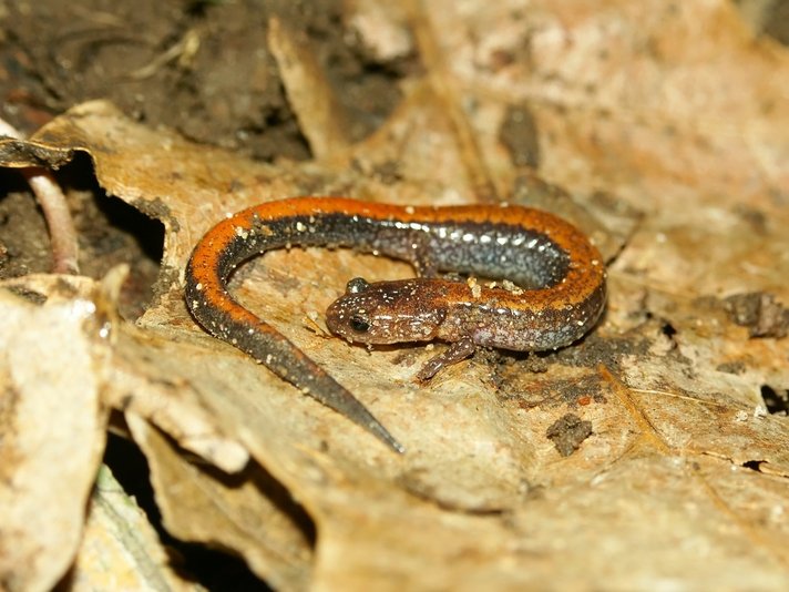 Redback Salamander Shutterstock 75218056