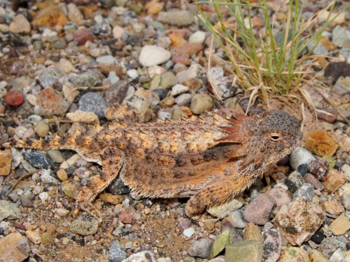 Regal Horned Lizard Shutterstock 398413447