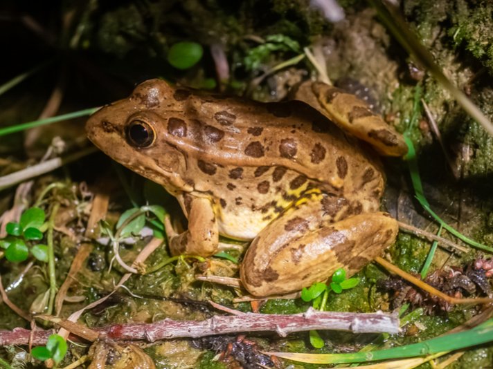 Relict Leopard Frog Shutterstock 1107288083