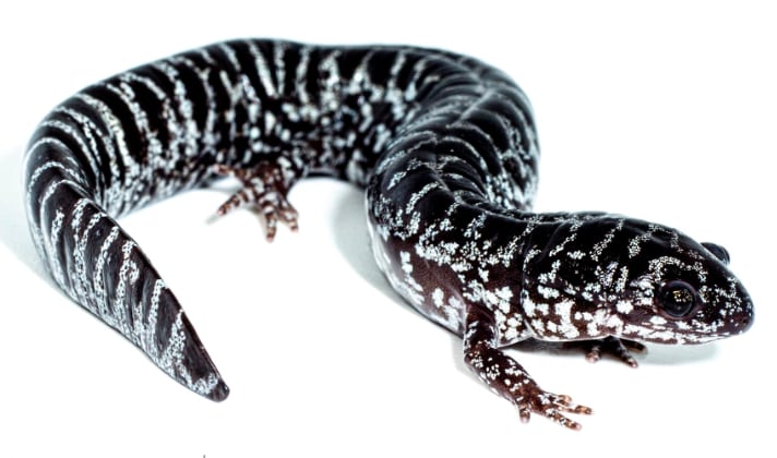 Reticulated Flatwoods Salamander