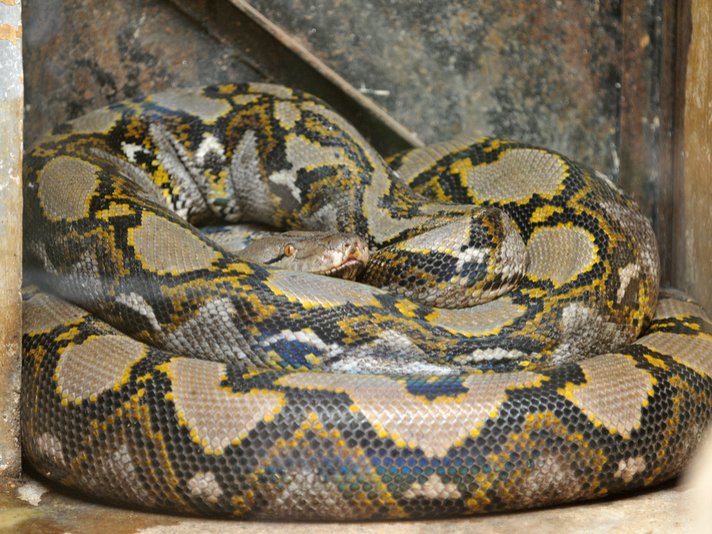 Reticulated Python Shutterstock 322512518