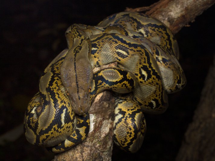 Reticulated Python Shutterstock 562152589