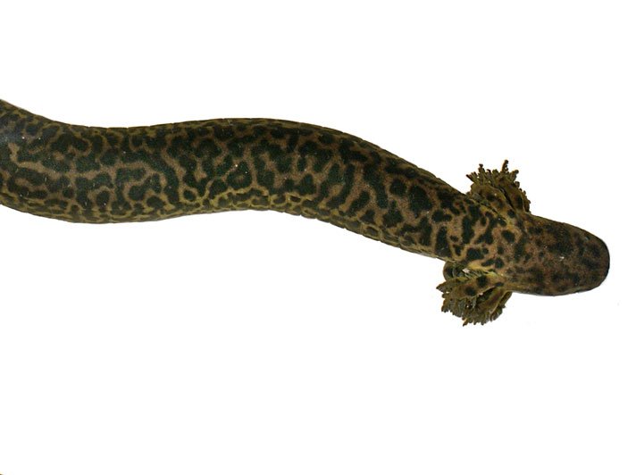 Reticulated Siren Salamander712