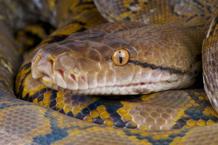 Reticulated Python Shutterstock 150013775