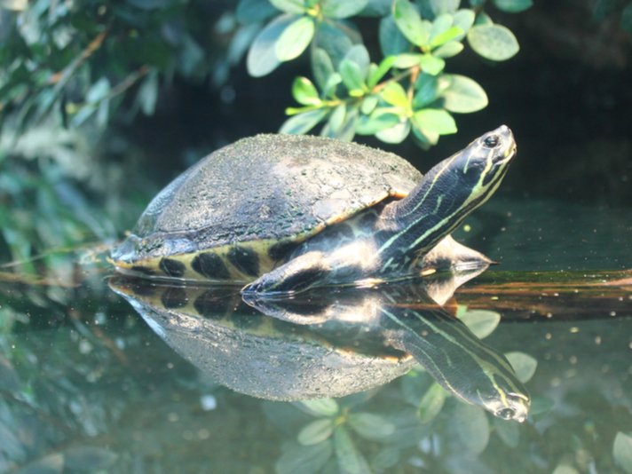 River Cooter Shutterstock 790846285