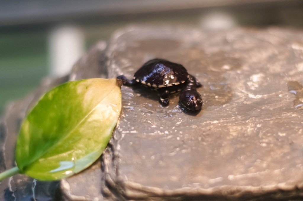 Rotiislandsnake Necked Turtle