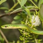 Rough Green Snake Shutterstock 620013362