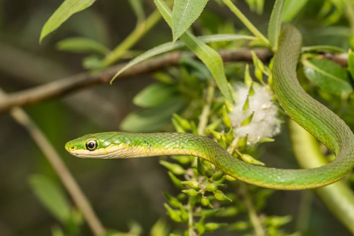 Rough Green Snake Shutterstock 620013362