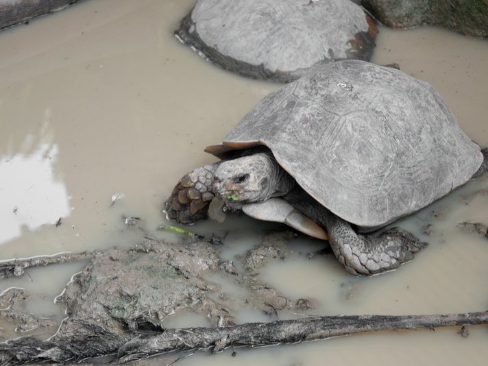 Royal Turtle Shutterstock 88370812