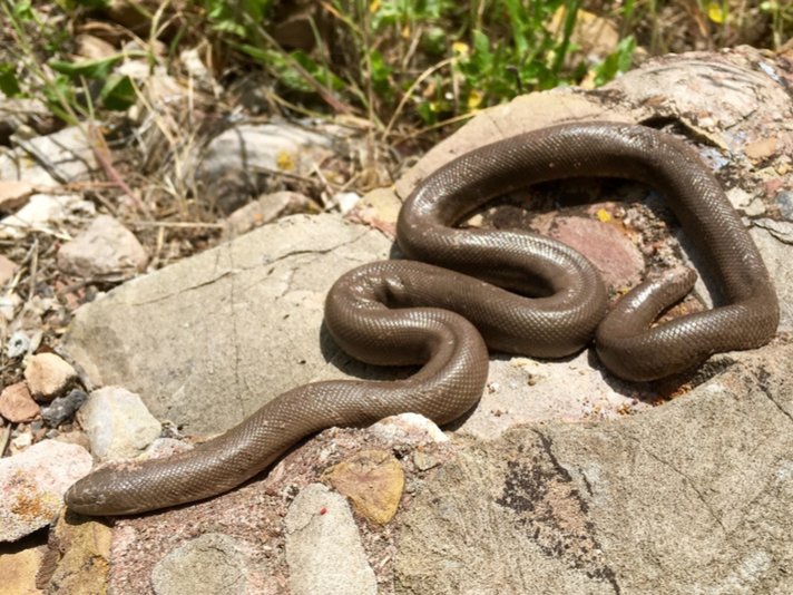 Rubber Boa Shutterstock 508904236