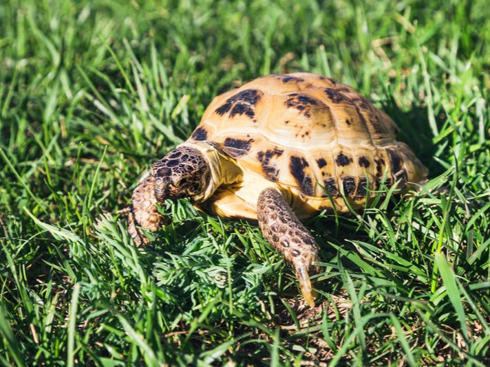 Russian Tortoise Shutterstock 1100312897