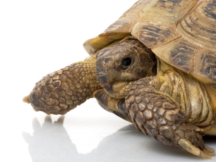 Russian Tortoise Shutterstock 23998888