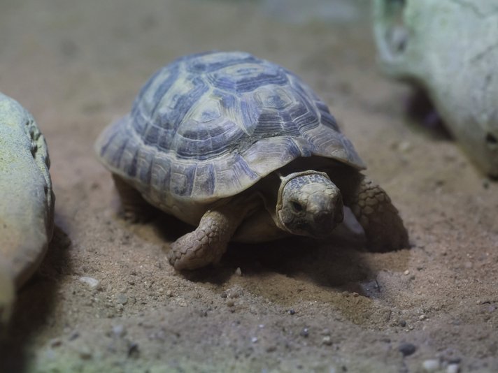 Russian Tortoise Shutterstock 505463248