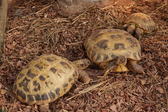 Russian Tortoise Shutterstock 556399819