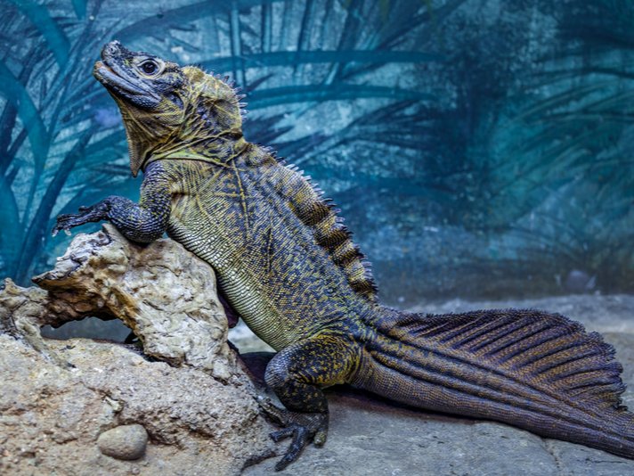 Sailfin Lizard Shutterstock 750748264