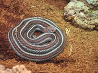 San Francisco Garter Snake2