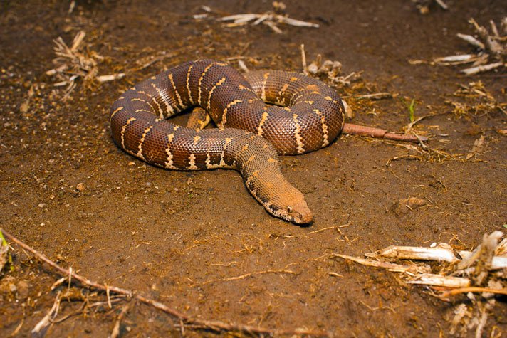 Sand Boa Shutterstock 1025213863