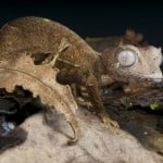 Satanic Leaf Tailed Gecko Shutterstock 214937878