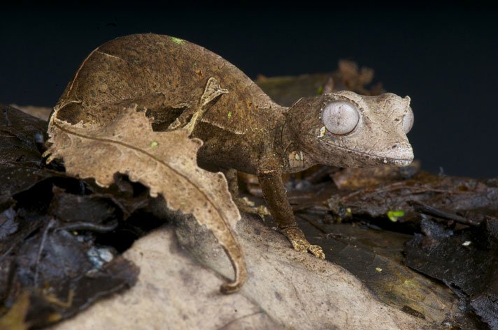 Satanic Leaf Tailed Gecko Shutterstock 214937878