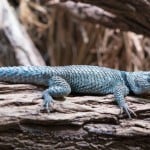 Sceloporus Cyanogenys Shutterstock 562699639