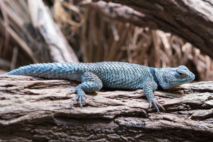 Sceloporus Cyanogenys Shutterstock 562699639