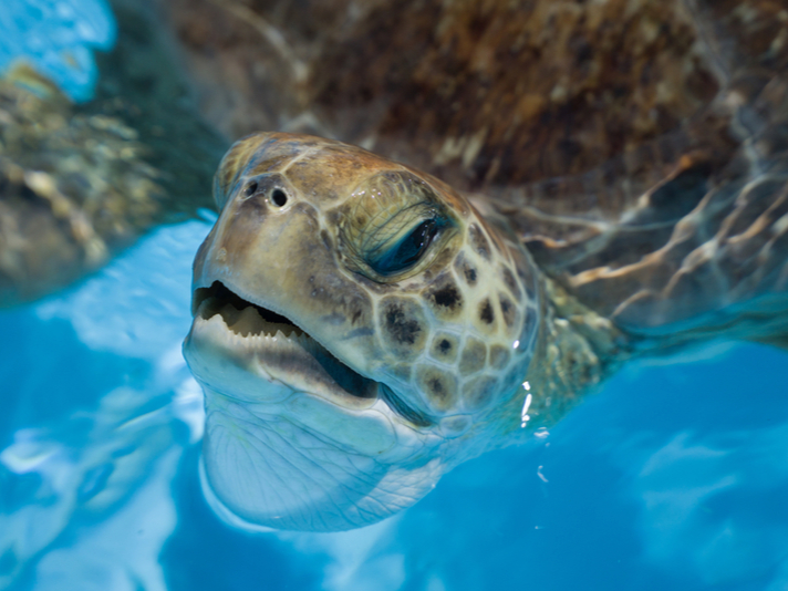 injured sea turtle