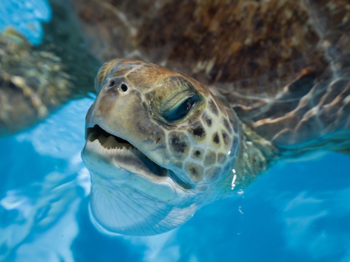 Sea Turtle In Rehab Pool Shutterstock 648581776