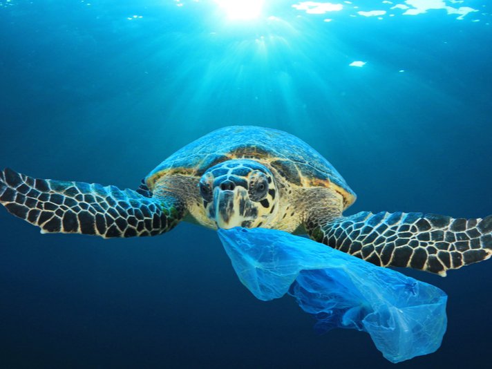 Sea Turtle Plastic Bag Shutterstock 1074166649